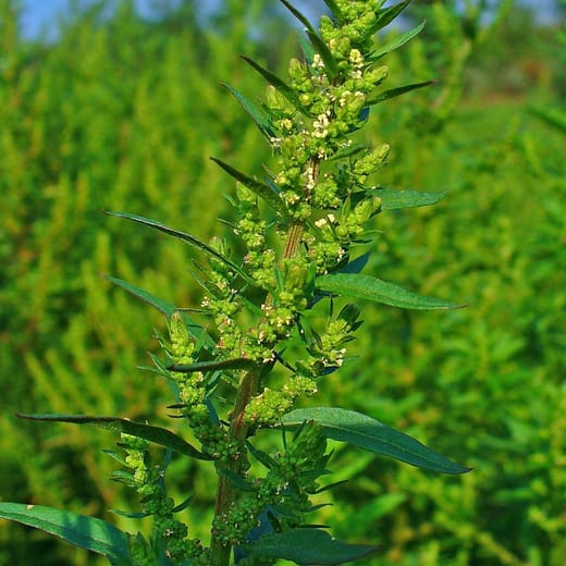 Hojas de epazote (Dysphania ambrosioides), hierba tradicional mexicana